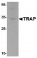 TRAP Antibody