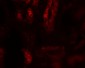 SARM Antibody