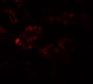 RAB21 Antibody