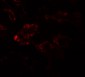 RAB21 Antibody