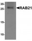 RAB21 Antibody