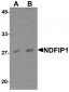 NDFIP1 Antibody