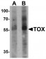 TOX Antibody