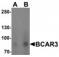 BCAR3 Antibody
