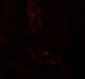 SCUBE3 Antibody
