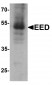 EED Antibody