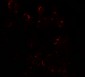 DLK1 Antibody