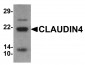 CLAUDIN4 Antibody