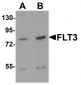 FLT3 Antibody