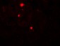 ATG14 Antibody