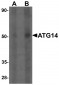 ATG14 Antibody