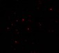 CITED2 Antibody