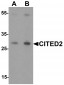 CITED2 Antibody