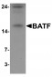 BATF Antibody