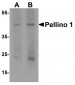 Pellino 1 Antibody