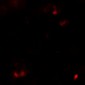 SAMSN Antibody