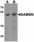 SAMSN Antibody
