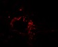 ACSL1 Antibody