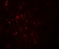 POU3F2 Antibody