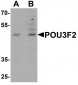 POU3F2 Antibody