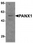 PANX1 Antibody