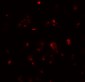TDGF1 Antibody