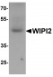 WIPI2 Antibody