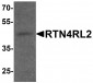 RTN4RL2 Antibody