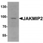 JAKMIP2 Antibody