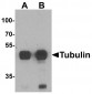 Alpha-tubulin Antibody