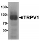 TRPV1 Antibody