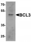 BCL3 Antibody