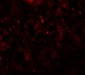 STAT1 Antibody