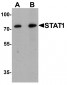 STAT1 Antibody