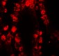 STAT3 Antibody