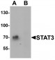 STAT3 Antibody