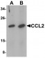 CCL2 Antibody