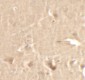 CCNT1 Antibody