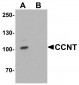 CCNT1 Antibody