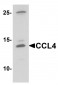 CCL4 Antibody
