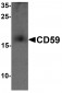 CD59 Antibody