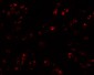 CCL17 Antibody