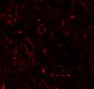 TNFSF4 Antibody
