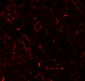 TNFSF4 Antibody