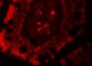 RC3H1 Antibody
