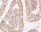 RC3H1 Antibody