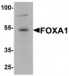 FOXA1 Antibody