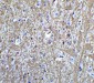 FOXA2 Antibody