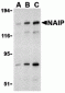 FOXA2 Antibody