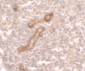 PRKCDBP Antibody